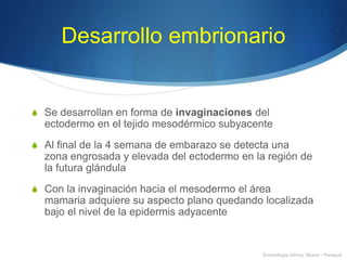 Desarrollo embrionario
S Se desarrollan en forma de invaginaciones del
ectodermo en el tejido mesodérmico subyacente
S Al final de la 4 semana de embarazo se detecta una
zona engrosada y elevada del ectodermo en la región de
la futura glándula
S Con la invaginación hacia el mesodermo el área
mamaria adquiere su aspecto plano quedando localizada
bajo el nivel de la epidermis adyacente
Embriologia clínica, Moore - Persaud
 