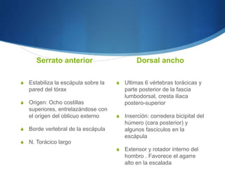 Serrato anterior
S Estabiliza la escápula sobre la
pared del tórax
S Origen: Ocho costillas
superiores, entrelazándose con
el origen del oblicuo externo
S Borde vertebral de la escápula
S N. Torácico largo
Dorsal ancho
S Ultimas 6 vértebras torácicas y
parte posterior de la fascia
lumbodorsal, cresta iliaca
postero-superior
S Inserción: corredera bicipital del
húmero (cara posterior) y
algunos fasciculos en la
escápula
S Extensor y rotador interno del
hombro . Favorece el agarre
alto en la escalada
 