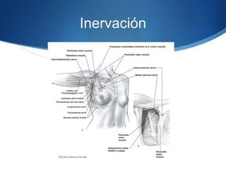 Inervación
 