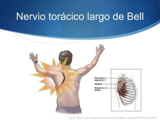 Nervio torácico largo de Bell
Jay R. Harris at el. Diseases of the breast, 4ª edition, Lippincott Williams & Wilkins
 