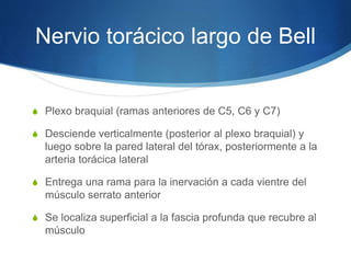 Nervio torácico largo de Bell
S Plexo braquial (ramas anteriores de C5, C6 y C7)
S Desciende verticalmente (posterior al plexo braquial) y
luego sobre la pared lateral del tórax, posteriormente a la
arteria torácica lateral
S Entrega una rama para la inervación a cada vientre del
músculo serrato anterior
S Se localiza superficial a la fascia profunda que recubre al
músculo
 