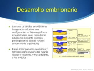 Desarrollo embrionario
S La masa de células ectodérmicas
invaginadas adquiere una
configuración en bolsa o piriforme
extendiéndose en el mesodermo
adyacente mediante diversas
prolongaciones sólidas (futuros
conductos de la glándula)
S Estas prolongaciones se dividen y
ramifican dando lugar a los futuros
lóbulos y lobulillos, y mas adelante,
a los alvéolos
Embriologia clínica, Moore - Persaud
 