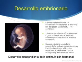 Desarrollo embrionario
S Células mesenquimales se
diferencian desarrollando el músculo
liso del pezón y areola (12 – 16
semanas)
S 16 semanas – las ramificaciones dan
lugar a la formación de múltiples
bandas epiteliales (futuros alvéolos
secretores)
S Esbozo mamaria secundario
(primordio) e incluye elementos como
los folículos pilosos, glándulas
sebáceas, sudoríparas y las de
Montgomery alrededor del pezón
Desarrollo independiente de la estimulación hormonal
Embriologia clínica, Moore - Persaud
 