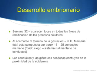 Desarrollo embrionario
S Semana 32 – aparecen luces en todas las áreas de
ramificación de los procesos celulares
S Al acercarse el termino de la gestación – la G. Mamaria
fetal esta compuesta por aprox 15 – 25 conductos
mamario (fondo ciego – sistema rudimentario de
conductos)
S Los conductos y las glándulas sebáceas confluyen en la
proximidad de la epidermis
Embriologia clínica, Moore - Persaud
 