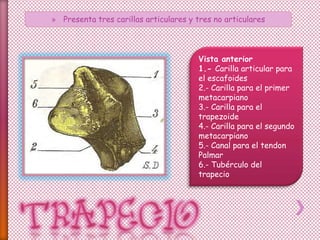 » Presenta tres carillas articulares y tres no articulares
Vista anterior
1.- Carilla articular para
el escafoides
2.- Carilla para el primer
metacarpiano
3.- Carilla para el
trapezoide
4.- Carilla para el segundo
metacarpiano
5.- Canal para el tendon
Palmar
6.- Tubérculo del
trapecio
 