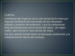 CUBITAL
Contribuye ala irrigacion de la cara dorsal de la mano por
Algunas ramificaciones terminales de las interoseas
anterior y porterior del antebrazo y por la cubitodorsal.
Esta se anastomosa con la dorsal del carpo , de origen
radial , para formar el arco dorsal del carpo.
Del arco arterial dorsal nacen la interoseas posteriores y la
colateral dorsal interna del meñique.
 