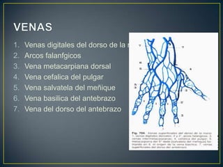 1. Venas digitales del dorso de la mano
2. Arcos falanfgicos
3. Vena metacarpiana dorsal
4. Vena cefalica del pulgar
5. Vena salvatela del meñique
6. Vena basilica del antebrazo
7. Vena del dorso del antebrazo
 