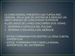 LA CARA DORSAL PRESENTA UNA TUPIDA RED
VENOSA , EN LA QUE SE DISTINGUE A MENUDO UN
ARCO VENOSO DE CONCAVIDAD SUPERIOR
A LOS LADOS DE LA RED DISCURREN DOS VENAS :
1. EXTERNA O CEFALICA DEL PULGAR
2. INTERNA O SALVATELA DEL MEÑIQUE
• ESTAS FORMARAN POR DENTRO LA VENA CUBITAL
SUPERFICIAL
• ESTAS FORMARAN POR FUERA LA RADIAL
SUPERFICIAL DEL ANTEBRAZO
 