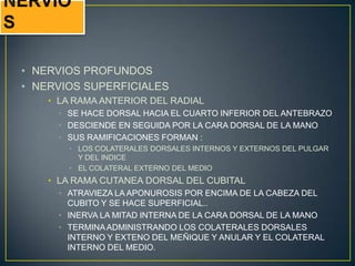 • NERVIOS PROFUNDOS
• NERVIOS SUPERFICIALES
• LA RAMA ANTERIOR DEL RADIAL
• SE HACE DORSAL HACIA EL CUARTO INFERIOR DEL ANTEBRAZO
• DESCIENDE EN SEGUIDA POR LA CARA DORSAL DE LA MANO
• SUS RAMIFICACIONES FORMAN :
• LOS COLATERALES DORSALES INTERNOS Y EXTERNOS DEL PULGAR
Y DEL INDICE
• EL COLATERAL EXTERNO DEL MEDIO
• LA RAMA CUTANEA DORSAL DEL CUBITAL
• ATRAVIEZA LA APONUROSIS POR ENCIMA DE LA CABEZA DEL
CUBITO Y SE HACE SUPERFICIAL..
• INERVA LA MITAD INTERNA DE LA CARA DORSAL DE LA MANO
• TERMINAADMINISTRANDO LOS COLATERALES DORSALES
INTERNO Y EXTENO DEL MEÑIQUE Y ANULAR Y EL COLATERAL
INTERNO DEL MEDIO.
 