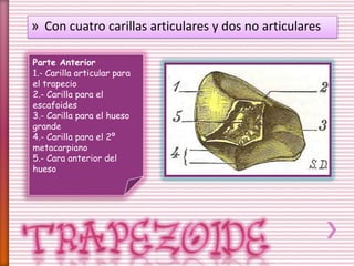 » Con cuatro carillas articulares y dos no articulares
Parte Anterior
1.- Carilla articular para
el trapecio
2.- Carilla para el
escafoides
3.- Carilla para el hueso
grande
4.- Carilla para el 2º
metacarpiano
5.- Cara anterior del
hueso
 