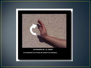 Anatomia de la Mano y Muñeca