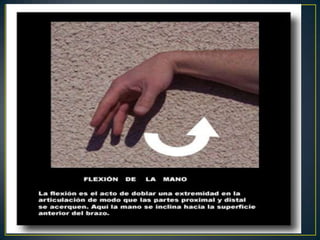 Anatomia de la Mano y Muñeca