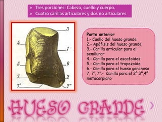 » Tres porciones: Cabeza, cuello y cuerpo.
» Cuatro carillas articulares y dos no articulares
Parte anterior
1.- Cuello del hueso grande
2.- Apófisis del hueso grande
3.- Carilla articular para el
semilunar
4.- Carilla para el escafoides
5.- Carilla para el trapezoide
6.- Carilla para el hueso ganchoso
7, 7’, 7’’.- Carilla para el 2º,3º,4º
metacarpiano
 