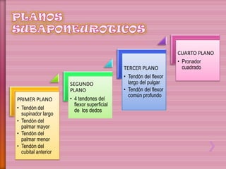 PRIMER PLANO
• Tendón del
supinador largo
• Tendón del
palmar mayor
• Tendón del
palmar menor
• Tendón del
cubital anterior
SEGUNDO
PLANO
• 4 tendones del
flexor superficial
de los dedos
TERCER PLANO
• Tendón del flexor
largo del pulgar
• Tendón del flexor
común profundo
CUARTO PLANO
• Pronador
cuadrado
 