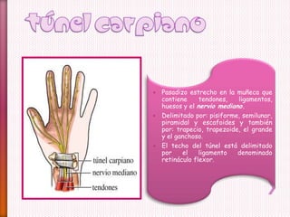  Pasadizo estrecho en la muñeca que
contiene tendones, ligamentos,
huesos y el nervio mediano.
 Delimitado por: pisiforme, semilunar,
piramidal y escafoides y también
por: trapecio, trapezoide, el grande
y el ganchoso.
 El techo del túnel está delimitado
por el ligamento denominado
retináculo flexor.
 
