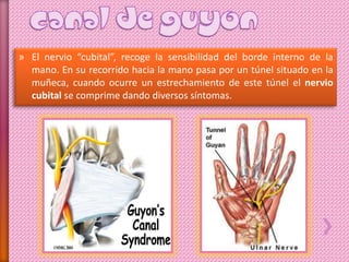 » El nervio “cubital”, recoge la sensibilidad del borde interno de la
mano. En su recorrido hacia la mano pasa por un túnel situado en la
muñeca, cuando ocurre un estrechamiento de este túnel el nervio
cubital se comprime dando diversos síntomas.
 