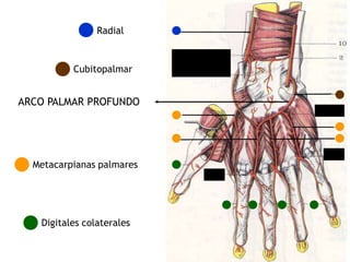 ARCO PALMAR PROFUNDO
Digitales colaterales
Radial
Cubitopalmar
Metacarpianas palmares
 