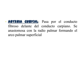 • ARTERIA CUBITAL: Pasa por el conducto
fibroso delante del conducto carpiano. Se
anastomosa con la radio palmar formando el
arco palmar superficial
 