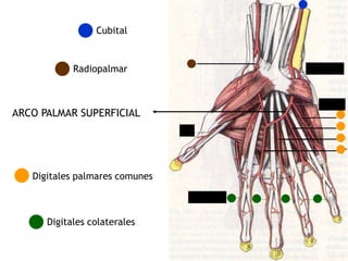 ARCO PALMAR SUPERFICIAL
Digitales colaterales
Cubital
Radiopalmar
Digitales palmares comunes
 
