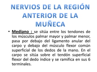 • Mediano : se sitúa entre los tendones de
los músculos palmar mayor y palmar menor,
pasa por debajo del ligamento anular del
carpo y debajo del músculo flexor común
superficial de los dedos de la mano. En el
carpo se sitúa sobre el tendón superficial
flexor del dedo índice y se ramifica en sus 6
terminales.
 