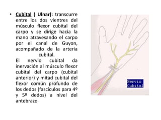 • Cubital ( Ulnar): transcurre
entre los dos vientres del
músculo flexor cubital del
carpo y se dirige hacia la
mano atravesando el carpo
por el canal de Guyon,
acompañado de la arteria
cubital.
El nervio cubital da
inervación al músculo flexor
cubital del carpo (cubital
anterior) y mitad cubital del
flexor común profundo de
los dedos (fascículos para 4º
y 5º dedos) a nivel del
antebrazo
 