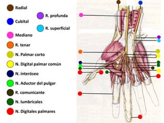 Radial
Mediano
Cubital
R. superficial
R. profunda
R. tenar
N. lumbricales
N. Digital palmar común
N. Digitales palmares
N. interóseo
N. Aductor del pulgar
N. Palmar corto
R. comunicante
 