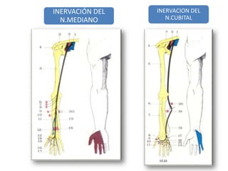 INERVACIÓN DEL
N.MEDIANO
INERVACION DEL
N.CUBITAL
 