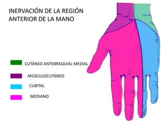 MÚSCULOCUTÁNEO
CUBITAL
CUTÁNEO ANTEBRAQUIAL MEDIAL
MEDIANO
INERVACIÓN DE LA REGIÓN
ANTERIOR DE LA MANO
 