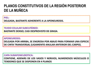 CAPA SUBAPONEUROTICA:
CONTIENE, ADEMÁS DE LOS VASOS Y NERVIOS, NUMEROSOS MÚSCULOS O
TENDONES QUE SE DISPONEN EN 4 PLANOS
PLANOS CONSTITUTIVOS DE LA REGIÓN POSTERIOR
DE LA MUÑECA
PIEL:
DELGADA, BASTANTE ADHERENTE A LA APONEUROSIS.
TEJIDO CELULAR SUBCUTÁNEO:
BASTANTE DENSO; CASI DESPROVISTO DE GRASA.
APONEUROSIS:
DELGADA POR ARRIBA, SE ENGROSA POR ABAJO PARA FORMAR UNA ESPECIE
DE CINTA TRANSVERSAL (LIGAMENTO ANULAR ANTERIOR DEL CARPO).
 