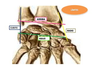 ARRIBA
ABAJO
CUBITO
RADIO
 