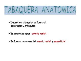 Depresión triangular se forma al
contraerse 2 músculos
Es atravesada por : arteria radial
Se forma las ramas del nervio radial y superficial
 
