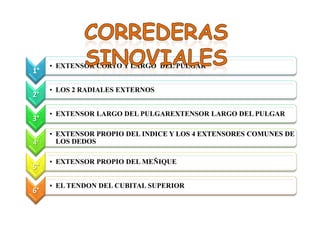 1°
• EXTENSOR CORTO Y LARGO DEL PULGAR
2°
• LOS 2 RADIALES EXTERNOS
3°
• EXTENSOR LARGO DEL PULGAREXTENSOR LARGO DEL PULGAR
4°
• EXTENSOR PROPIO DEL INDICE Y LOS 4 EXTENSORES COMUNES DE
LOS DEDOS
5°
• EXTENSOR PROPIO DEL MEÑIQUE
6°
• EL TENDON DEL CUBITAL SUPERIOR
 