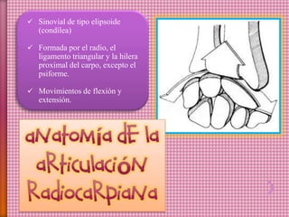  Sinovial de tipo elipsoide
(condílea)
 Formada por el radio, el
ligamento triangular y la hilera
proximal del carpo, excepto el
psiforme.
 Movimientos de flexión y
extensión.
 