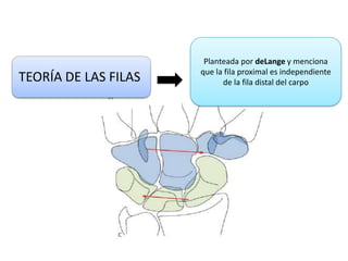 TEORÍA DE LAS FILAS
Planteada por deLange y menciona
que la fila proximal es independiente
de la fila distal del carpo
 