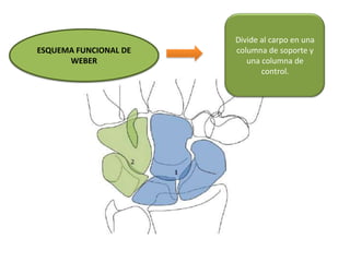 ESQUEMA FUNCIONAL DE
WEBER
Divide al carpo en una
columna de soporte y
una columna de
control.
 