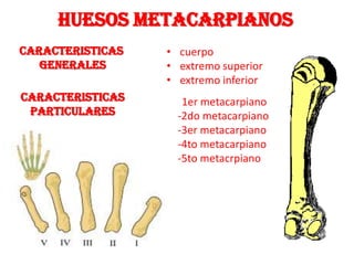 HUESOS METACARPIANOS
CARACTERISTICAS
GENERALES
CARACTERISTICAS
PARTICULARES
• cuerpo
• extremo superior
• extremo inferior
-1er metacarpiano
-2do metacarpiano
-3er metacarpiano
-4to metacarpiano
-5to metacrpiano
 