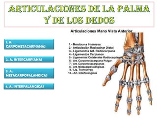 1. A.
CARPOMETACARPIANAS
2. A. INTERCARPIANAS
3. A.
METACARPOFALANGICAS
4. A. INTERFALANGICAS
 