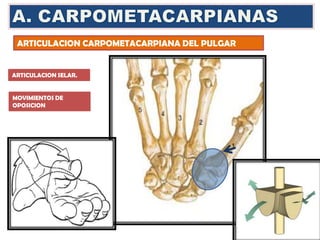 ARTICULACION CARPOMETACARPIANA DEL PULGAR
ARTICULACION SELAR.
MOVIMIENTOS DE
OPOSICION
 