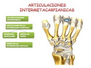 ARTICULACION DE LAS
EXTERMIDADES CARPIANAS
1 ER METACARPIANO
INDEPENDIENTE
UNIÓN DE LAS
EXTERMIDADES DIGITALES
SUPERFICIES
ARTICULARES
MEDIOS DE
UNIÓN
 