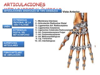 UNEN:
EXTREMIDAD
DISTAL DEL
METACARPIANO
EXTREMIDAD
PROXIMAL DE LA
1ERA FALANGE
SUPERFICIES
ARTICULARES
FIBROCARTÍLAGO
DE AMPLIACIÓN
ARTICULACIONES SINOVIALES DE TIPO CONDÍLEAS
 