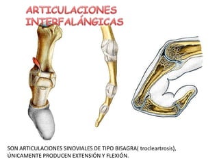 SON ARTICULACIONES SINOVIALES DE TIPO BISAGRA( trocleartrosis),
ÚNICAMENTE PRODUCEN EXTENSIÓN Y FLEXIÓN.
 