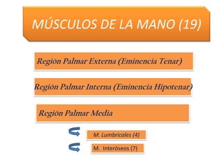 MÚSCULOS DE LA MANO (19)
Región Palmar Externa (Eminencia Tenar)
Región Palmar Interna (Eminencia Hipotenar)
Región Palmar Media
M. Lumbricales (4)
M. Interóseos (7)
 