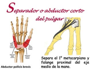 Separador o abductor corto
del pulgar
Abductor pollicis brevis
 