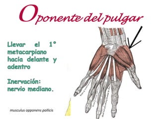 Oponente del pulgar
musculus opponens pollicis
 