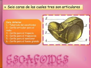 » Seis caras de las cuales tres son articulares
Cara Anterior
1.- Tuberculo del escafoides
2.- Carilla articular para el
radio
3.- Carilla para el trapecio
4.- Carilla para el trapezoide
5.- Carilla para el semilunar
6.- Carilla para el hueso grande
 