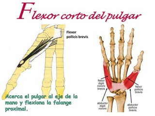 Flexor corto del pulgar
Flexor
pollicis brevis
 