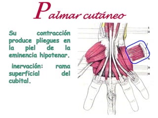 Palmar cutáneo
 