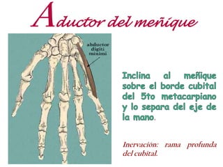 Aductor del meñique
.
Inervación: rama profunda
del cubital.
 