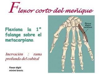 Flexor corto del meñique
.
Inervación : rama
profunda del cubital
Flexor digiti
minimi brevis
 