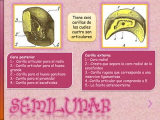 Tiene seis
carillas de
las cuales
cuatro son
articulares
Cara posterior
1.- Carilla articular para el radio
2.- Carilla articular para el hueso
grande
2’.- Carilla para el hueso ganchoso
3.- Carilla para el piramidal
4.- Carilla para el escafoides
Carilla externa
1.- Cara radial
2.- Cresta que separa la cara radial de la
escafoidea
3.- Carilla rugosa que corresponde a una
insercion ligamentosa
4.-Carilla articular que comprende a 5
5.- La fosita anteroexterna
 